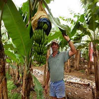 Sac banane en gros d'usine Agriculture pour couvrir les fruits sur les arbres Sacs de culture de fruits en papier imperméable
