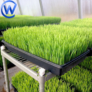 Bandejas para Forraje Verde, Bandeja <span class=keywords><strong>de</strong></span> Cultivo Hidropónico Profunda para <span class=keywords><strong>Pistachos</strong></span> - Product Image 5