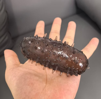Jouet Squishy Kawaii en forme de Concombre de mer, en mousse à mémoire de forme PU à remontée lente, anti-stress, mignon, cadeau pour enfants et filles
