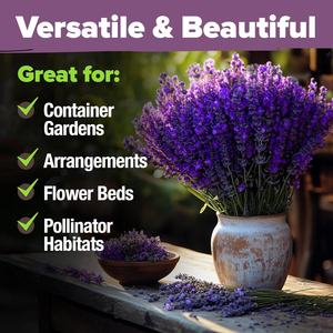 Home Grown Premium English Lavender 1,500 Fleurs sauvages sans OGM pour plantes d'intérieur/d'extérieur pour la plantation - Product Image 3