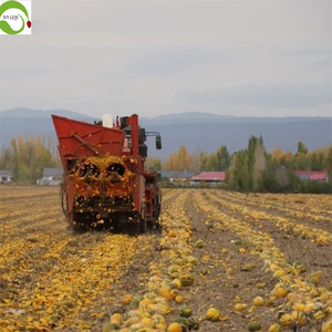 Semillas de Calabaza Secas Crudas de Nueva Cosecha al Mejor Precio, Venta al por Mayor - Product Image 4