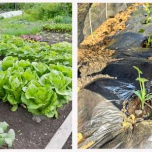 Film de paillage en plastique professionnel pour la plantation d'<span class=keywords><strong>ananas</strong></span> et de tomates - Product Image 2