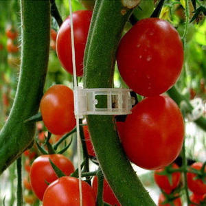 White Brown Black Color Plastic Tomato <strong>Clip</strong> Garden Supplies Plant Support Products Indoor And Outdoor Use Tomato <strong>Clip</strong> - Product Image 3