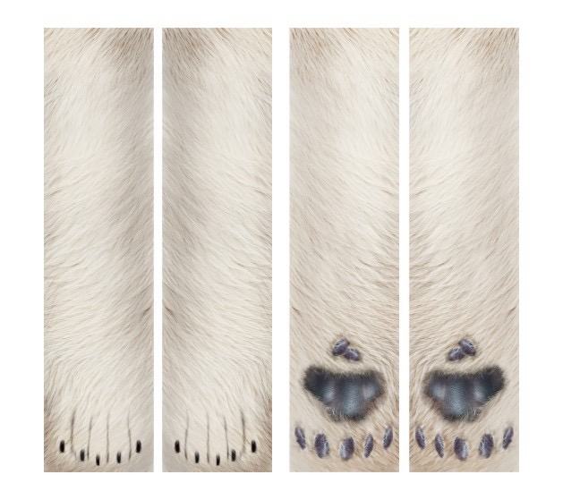 Polar bear pattern