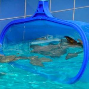 Écumoires de piscine d'eau profonde fournies par le fabricant Écumoires d'étang à poissons Nettoyage de piscine essentiel Outils de nettoyage de piscine Accessoires - Product Image 4