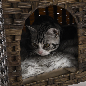 เตียงแมวทรงสูงดีไซน์ทันสมัยคุณภาพสูงจาก Petstar ทำจากหวายพร้อมเบาะรองนอน - Product Image 3