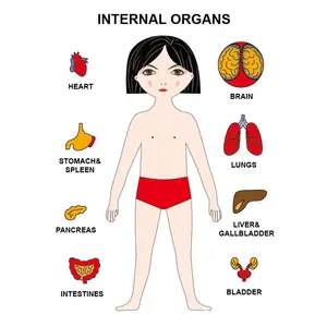 Crianças Montessori Órgão Humano Enigma Iluminação Enigma De Madeira Anatomia Humana Enigma Brinquedos De Ciência De Madeira