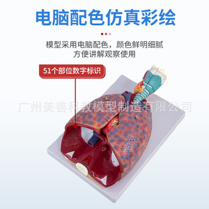 Modelo natural de garganta humana grande, corazón, pulmones y glándula tiroidea para la enseñanza del sistema respiratorio y de los órganos internos. - Product Image 5
