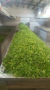 Rau Hữu Cơ Trung Quốc Khô Khô Khô Rau Mùi - Product Image 6