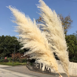 IFG 1.5m Length Wedding Artificial Pampas Natural <strong>Dried</strong> Decorative Pampas <strong>Grass</strong> - Product Image 2