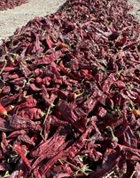 Poivrons coupés en vrac pour la transformation alimentaire et la vente en gros