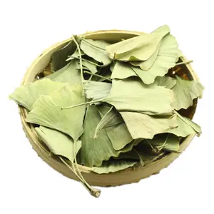 Yin xing ye High quality wholesale Ginkgo biloba L. leaf herbal tea dry ginkgo leaves extract raw material