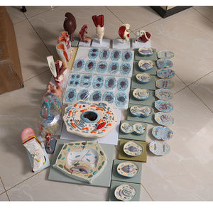 Modelo de anatomía esquelética humana de fábrica Modelo de sistema digestivo - Product Image 6