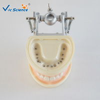 Modelo Dental de 28 Dientes con Encía Suave, Articulador DP con Tornillo Removible para Prácticas de Enseñanza, Certificaciones CE, ISO, ROHS, CNAS