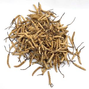 Cultivação artificial de alto custo, 3800 peças por kg, cultivo de tamanho m de <span class=keywords><strong>cordyceps</strong></span> <span class=keywords><strong>sinensis</strong></span> - Product Image 5