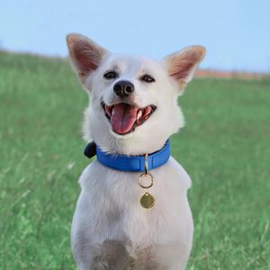 Didog Colliers rembourrés doux pour petits chiens, collier de chien léger et respirant avec boucle en métal pour chiot, bleu, S - Product Image 2