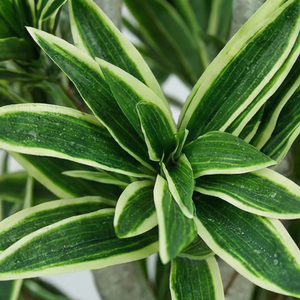 Pianta Artificiale Dracaena, Albero Decorativo in Vaso per Interni, Pianta Ornamentale Premium per Casa, Ufficio, Hotel, Lobby ed Eventi - Product Image 2
