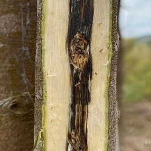 Top031(f) Legno di Agar di Guangdong, <span class=keywords><strong>Oud</strong></span> di Hainan, Grado 5A 20Y, Olio Essenziale di Cuore d'Albero, Grado Submersibile, Nero Puro, Duro e Pesante, per Bruciare a Lungo - Product Image 5