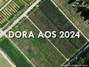 Dora Arouse Poudre d'enracinement rapide Acide butyrique 3 indole naturel <span class=keywords><strong>Bon</strong></span> prix Engrais biologique pour le développement de racines planifiées - Product Image 2