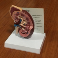 Modèle anatomique scientifique médical du système urinaire rénal pour enfants en PVC