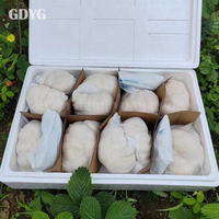 Vente en gros de champignons comestibles de qualité supérieure, champignons Lion's Mane frais et naturels