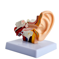 Modelo de Simulación de Oído Humano, Modelo de Oído de Escritorio, Tipo Anatomía Humana