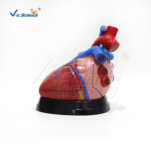 Modèle anatomique cardiaque de taille moyenne VIC-307D, modèle anatomique d'organe humain, modèle viscéral médical détachable - Product Image 2