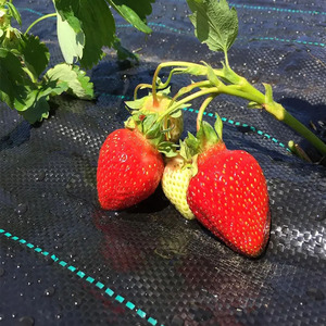 Thương mại Đen/Trắng <span class=keywords><strong>PP</strong></span> chống cỏ dại Mat nông nghiệp dệt che phủ mặt đất cho cỏ dại khối - Product Image 3