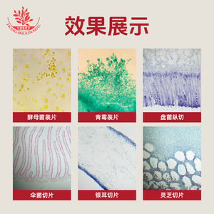 12 types de lamelles microscopiques pédagogiques avec colorations vives et structures claires : spécimens de champignons, de plantes et autres. - Product Image 4