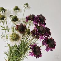 Bunga Scabiosa Atroupurpurea Buatan 5 Tangkai 74cm untuk Dekorasi Pernikahan dan Rumah (Grosir)