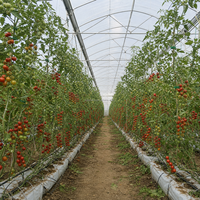 Serre tunnel agricole à simple travée en film plastique haute performance pour la culture de tomates en pépinière