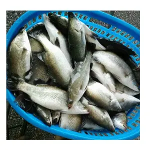سمكة باراموندي مجمدة 300-400 جرام صينية عالية الجودة للبيع