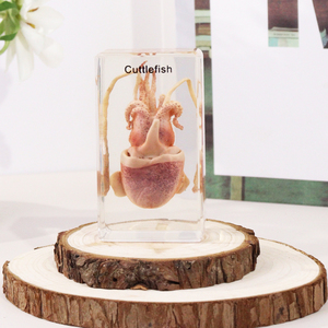 Cao minh bạch Acrylic mực nhựa Mẫu giảng dạy tài nguyên khoa học cho trẻ em - Product Image 2