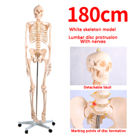 ADA BIX-A1001 - Esqueleto Humano de PVC de Tamaño Real (180 cm), Ensamblable, para Enseñanza y Uso Clínico, Modelo para Entrenamiento de Estudiantes
