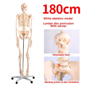 A1001 Anatomie humaine Médicale grandeur nature 180cm de hauteur PVC Squelette Assemblable Ressources pédagogiques Modèle Formation des étudiants - Product Image 2