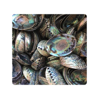 Coquilles d'ormeau de qualité fiable pour la production de gros volumes de petits objets décoratifs et l'amélioration des arrangements Feng Shui.