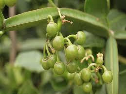 Orgánico 5% Concentración Cissus Quadrangularis Extracto de hierbas en polvo Grado alimenticio Empaquetado a granel Hadjod Leaf Parte usada Pure - Product Image 4