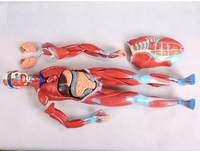 Modèle anatomique du corps humain complet de 80 cm pour l'enseignement des sciences médicales, avec 27 parties, structure musculaire, certifié CE/ISO