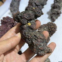 Coprolite de dinosaure naturelle, spécimen fossile authentique de fumier pour collection de minéraux et exposition à domicile