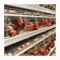 Équipement de machines agricoles à bas prix Un type Cages à poulet de couche pour la ferme avicole de poulailler