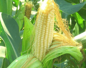 Extracto Natural de Fibra de Maíz 10:1/20:1, Diurético Soluble en Agua y Reduce el Edema, Ingrediente de Suplemento para la Salud - Product Image 2