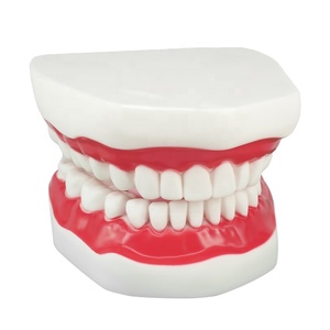 แบบจำลองฟันทางกายวิภาคพร้อมฟันพลาสติก 32 ซี่ อุปกรณ์การศึกษา - Product Image 4
