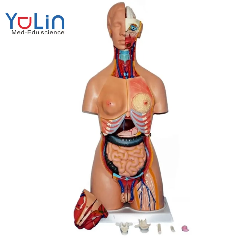 Biomedisch Onderwijsmodel 85Cm Plastic Anatomisch Menselijk Lichaamsmodel Mannelijke Torso 32 Delen