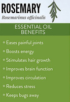 Fournisseurs d'huile essentielle de romarin, végétalienne, sans hexane, 100% pure, biologique, de qualité thérapeutique, pour la croissance des cheveux