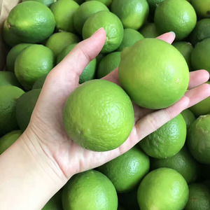 Factotu Cung Cấp Giá Rẻ Số Lượng Lớn Giá Hữu Cơ Ép Lạnh Lime Tinh Dầu Cho Khuếch Tán, Nước Hoa Sử Dụng - Product Image 3