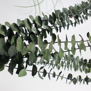 2024 piante di fiori conservati essiccate fascio di eucalipto rami di eucalipto freschi per la sistemazione di nozze decorazioni floreali per la casa - Product Image 6