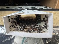 Piège à souris humain, seau piège à souris, planche à colle pour rats, piège à colle pour rats