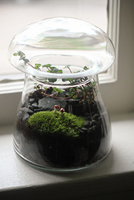 Kit de terrarium en verre pour champignons et mousse, taille personnalisée, globe végétal en verre pour mousse