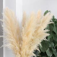 Dekorasi Rumah Boho Pampas Tinggi Berkualitas Tinggi, Rumput Bunga Kering Alami untuk Pengaturan Meja Tengah, Cocok untuk Pesta Pernikahan