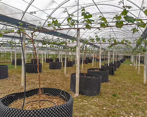 롤 식물 루트베이스 화이트/블랙 분재 정원 화분 공기 전정 냄비에서 성장 - Product Image 2